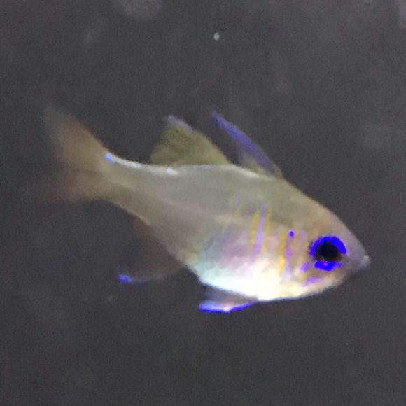 Meet your Posher, Kimberly - Picture 1 of 1